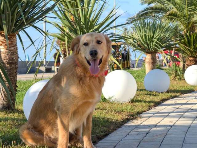 Голден ретривер Чарли в дар