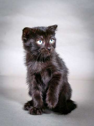 Роскошный черный котенок Марио, метис шотландской вислоухой ищет дом Роскошный черный котенок Марио, метис шотландской вислоухой ищет дом