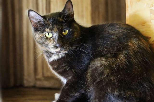 Молодая кошечка Вета ищет дом Молодая кошечка Вета ищет дом