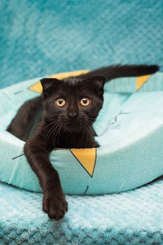 Чёрный котёнок Марио - метис вислоушки в дар