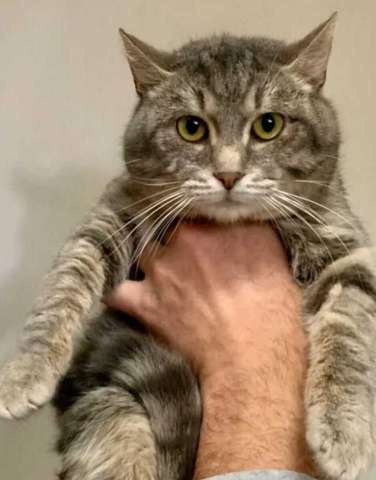 Князь Серебряный — котик Кисыч ищет дом Князь Серебряный — котик Кисыч ищет дом