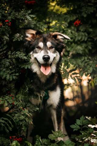 Чудесная собака в поисках семьи! Чудесная собака в поисках семьи!