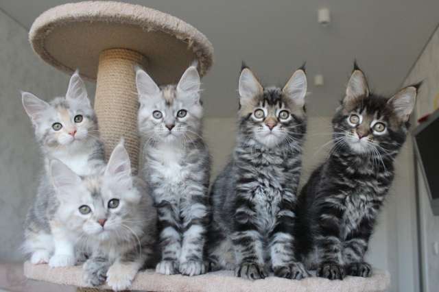 Котята мейн-кун! Котята мейн-кун!