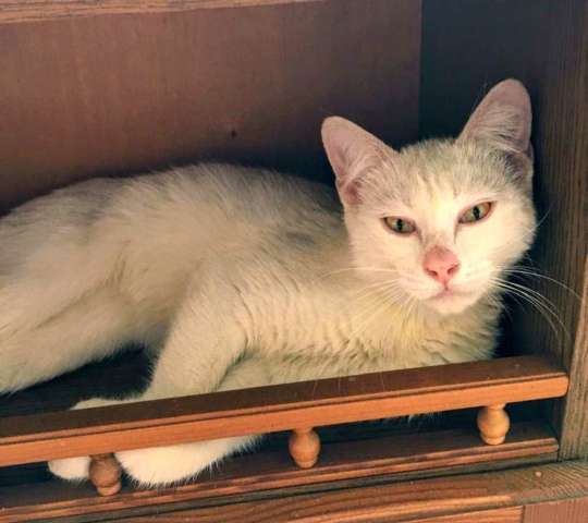 Бедный Альбус. Белый кот в добрые руки.