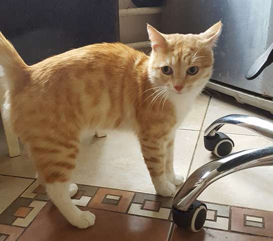 Неимоверно ласковый котёнок Лучано в добрые руки Неимоверно ласковый котёнок Лучано в добрые руки