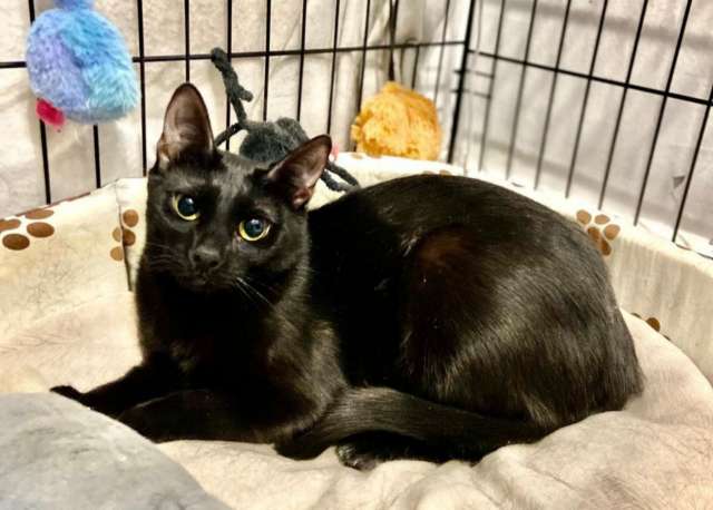 Сиротка Сандра, кошка в добрые руки. Сиротка Сандра, кошка в добрые руки.