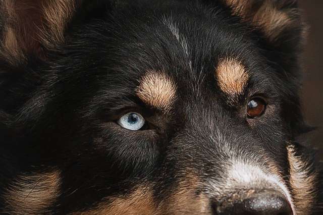 Собачка в добрые руки Собачка в добрые руки