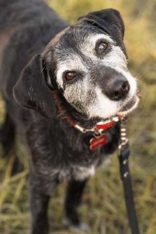 Спокойная мудрая Джулия ищет теплый уголок!