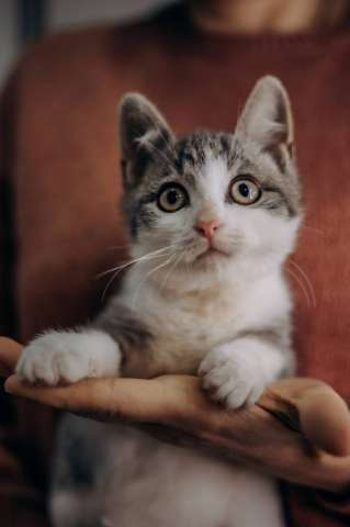 Котенок Степан ищет дом! Котенок Степан ищет дом!