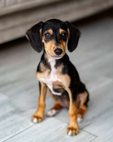 Очаровательная девочка Зиппи  готова к переезду в новый дом.