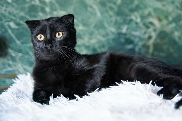 Чёрный котёнок Марио - метис вислоушки в дар Чёрный котёнок Марио - метис вислоушки в дар