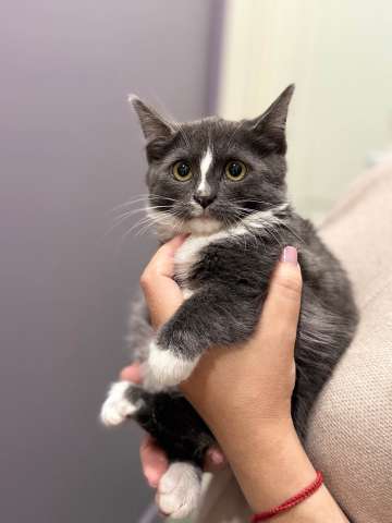 Котята ищут дом! Котята ищут дом!