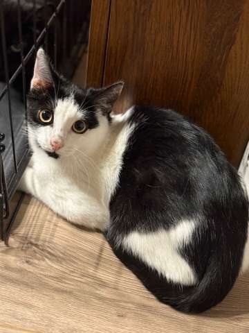 Котик Мишенька ищет дом! Котик Мишенька ищет дом!
