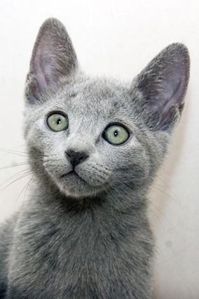 Котенок породы РУССКАЯ ГОЛУБАЯ Котенок породы РУССКАЯ ГОЛУБАЯ