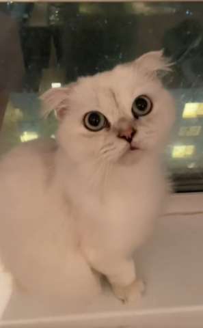 Хайленд фолд (шотландская длинношерстная вислоухая) Совушка ищет дом