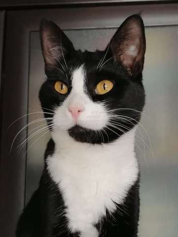 Маркизный ласковый кот Космос в дар Маркизный ласковый кот Космос в дар
