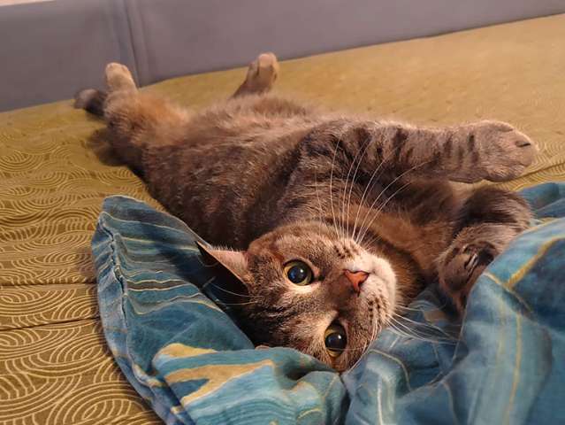 Домашняя кошечка срочно ищет дом! Домашняя кошечка срочно ищет дом!