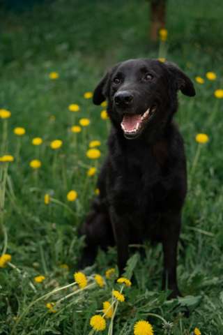 Красавец Блэк ищет дом.