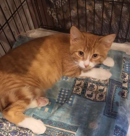 Рыжие котята в добрые руки Рыжие котята в добрые руки