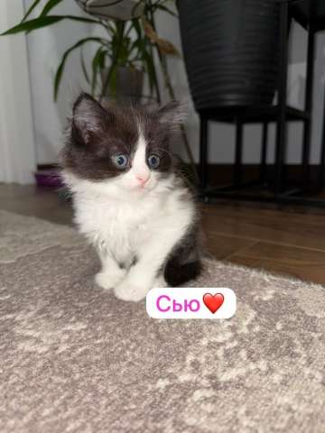 Пристраивается  чудесная малышка