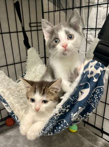 Маленький котёнок Стёпочка в добрые руки Маленький котёнок Стёпочка в добрые руки