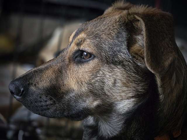 Акио - ласковый малыш в поисках дома