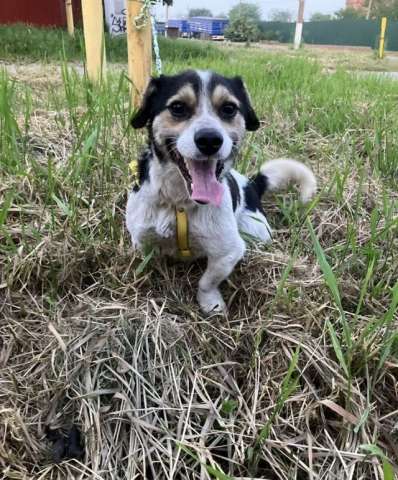 Коротколапик Рони - метис джек рассела ищет дом!