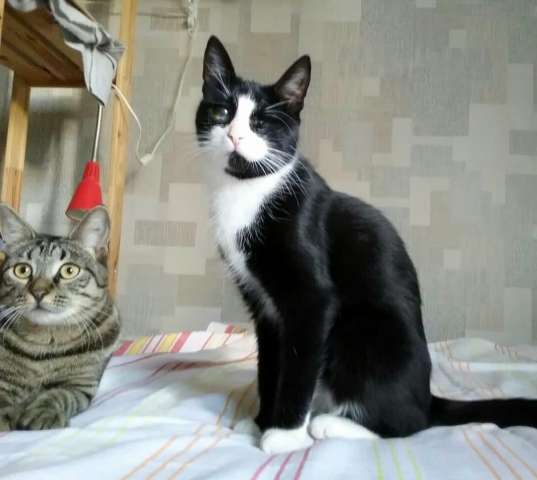 Маленькая кошка Антоша ищет дом Маленькая кошка Антоша ищет дом