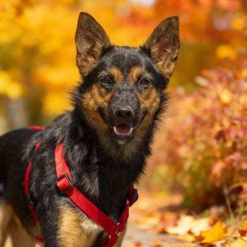 Чипа, 1 год - энергичная, забавная и очень домашняя собака!