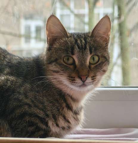 Кошечка Пружинка в добрые руки.  Кошечка Пружинка в добрые руки.