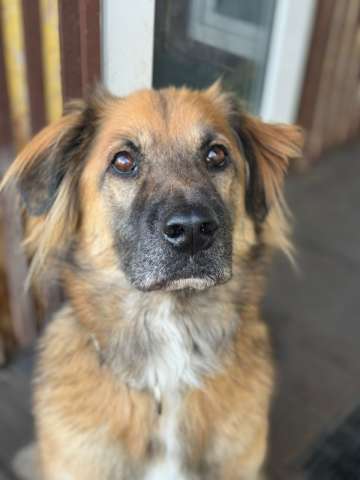 Пушистый рыжий пёс Миша в добрые руки