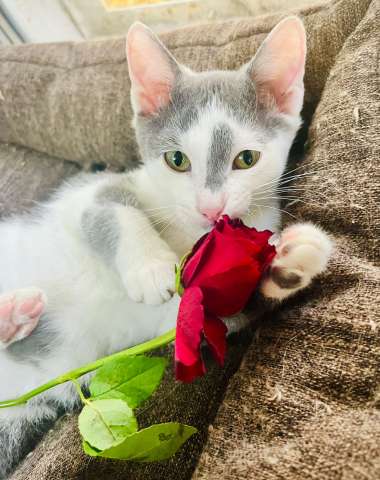 Ласковый котенок в дар Ласковый котенок в дар