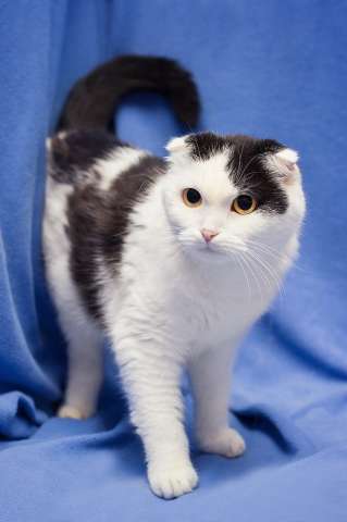 Добрая ласковая вислоухая кошка Ксюшенька ищет дом Добрая ласковая вислоухая кошка Ксюшенька ищет дом