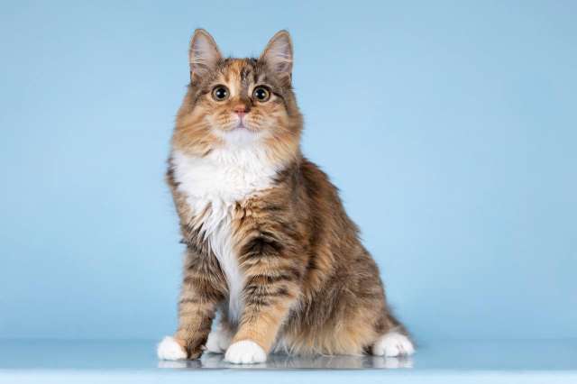 Для котёнка-подростка Фионы ищем самые добрые руки. Для котёнка-подростка Фионы ищем самые добрые руки.