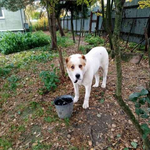 Алабай Рэм ищет дом! Алабай Рэм ищет дом!