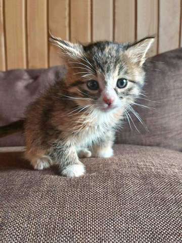 Ищем добрые руки для очаровательных котят Ищем добрые руки для очаровательных котят