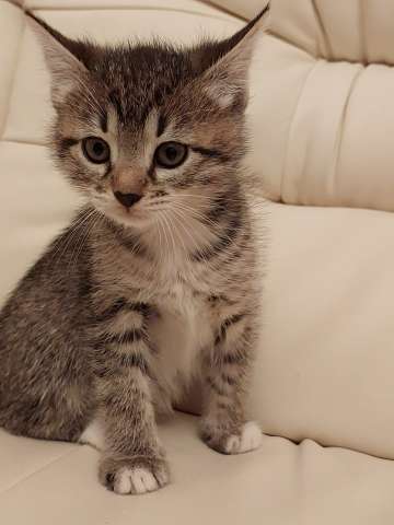 Чудесная малышка котенок Минни в добрые руки Чудесная малышка котенок Минни в добрые руки