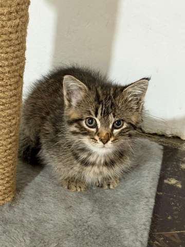 Ищет дом полосатая котенок - девочка Пуша. Ищет дом полосатая котенок - девочка Пуша.