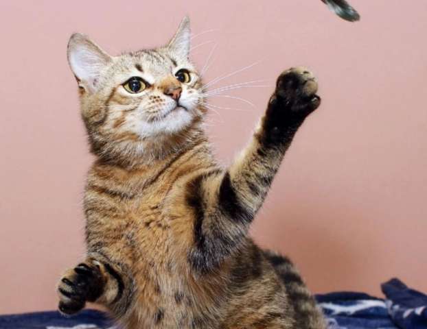 Юная Алиса, сто полосок и розовый носик. Кошка в добрые руки.