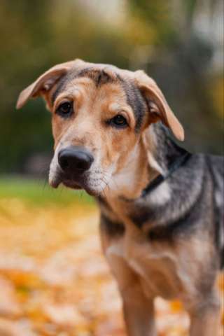 Харт ищет тех, кто станет его настоящей семьёй. Харт ищет тех, кто станет его настоящей семьёй.