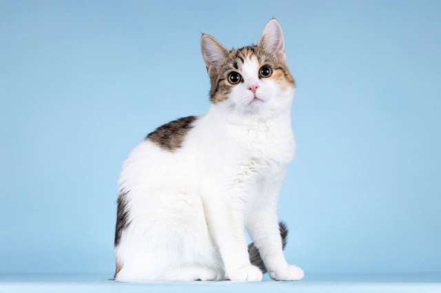 Для котёнка-подростка Ники ищем самые добрые руки.  Для котёнка-подростка Ники ищем самые добрые руки.