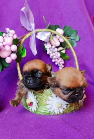 Щенки пти-брабансона Щенки пти-брабансона