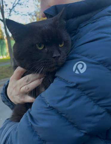 Лютик ищет дом! Лютик ищет дом!