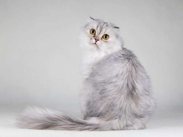 Хайленд фолд серебристая шиншилла Айси в добрые руки