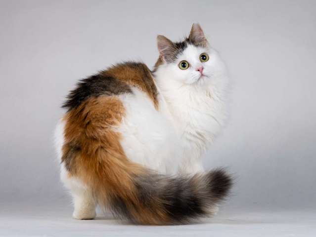 Молодая сибирская трехцветная кошечка Зая в дар Молодая сибирская трехцветная кошечка Зая в дар