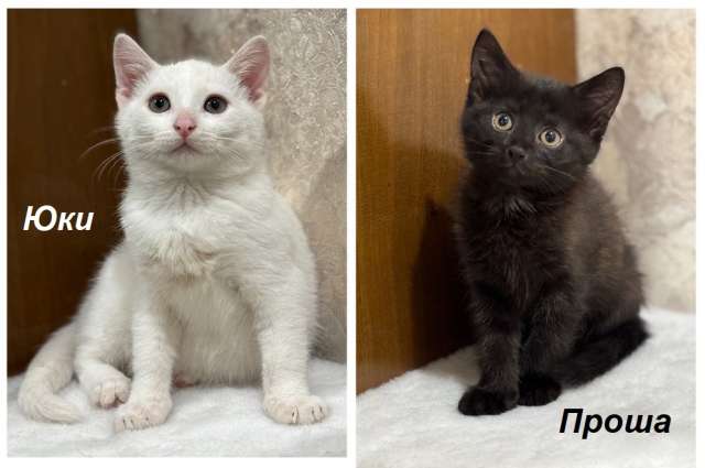 Котята мальчики Юки и Проша в добрые руки! Котята мальчики Юки и Проша в добрые руки!