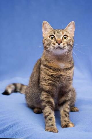 Очаровательная полосатая кошечка Джуля в добрые руки Очаровательная полосатая кошечка Джуля в добрые руки