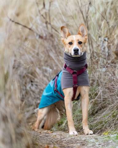 Лили ищет дом!