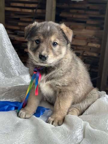 Щeнки-мeдвeжатa в добрые руки!