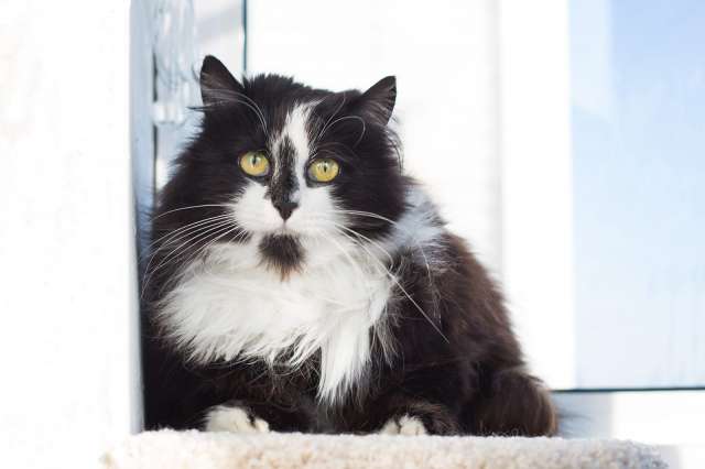 Ищет дом молодая кошечка  по имени Фиона!